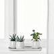 SUCCULENT СУККУЛЕНТЫ