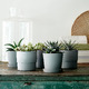 SUCCULENT СУККУЛЕНТЫ