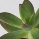 SUCCULENT СУККУЛЕНТЫ