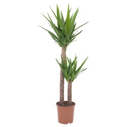 YUCCA ELEPHANTIPES ЮККА СЛОНОВАЯ