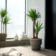 YUCCA ELEPHANTIPES ЮККА СЛОНОВАЯ