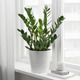 ZAMIOCULCAS ЗАМИОКУЛКАС
